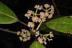 Daphniphyllum neilgherrense